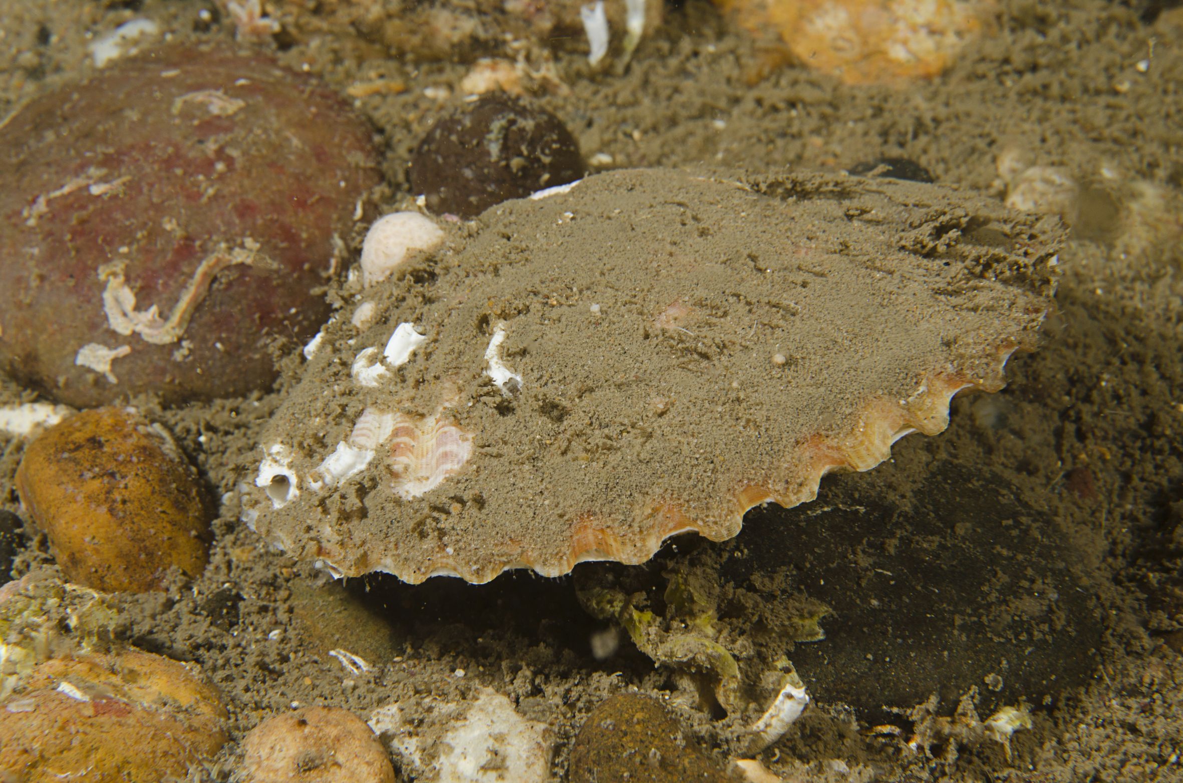 Pecten maximus (door Adriaan Gmelig Meyling)