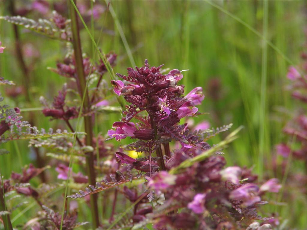 Pedicularis palustris (door Pieter Stolwijk)