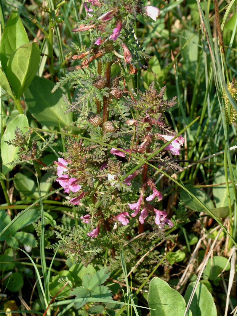 Pedicularis palustris (door Adrie van Heerden)