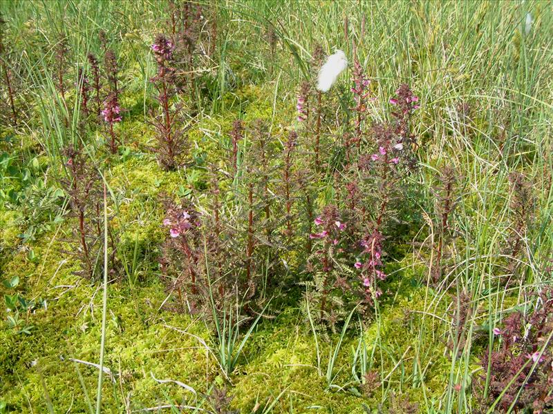 Pedicularis palustris (door Adrie van Heerden)
