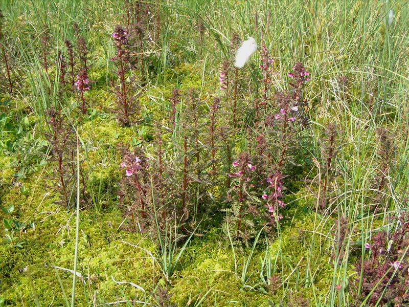 Pedicularis palustris (door Adrie van Heerden)