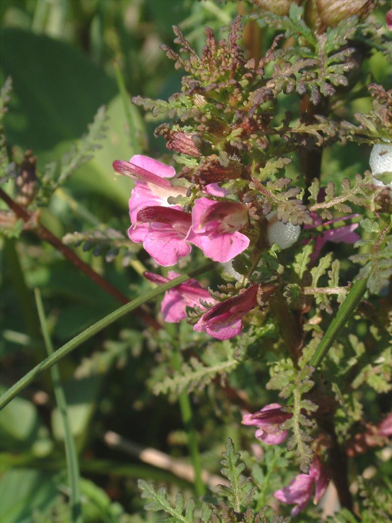 Pedicularis palustris (door Adrie van Heerden)