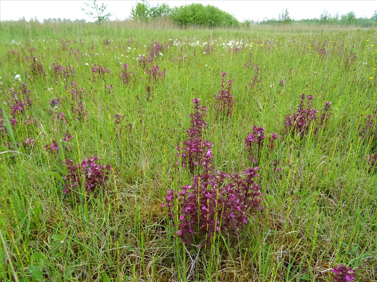 Pedicularis palustris (door Jakob Hanenburg)