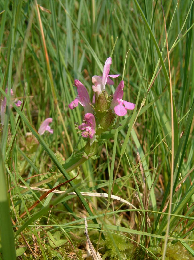 Pedicularis sylvatica (door Adrie van Heerden)