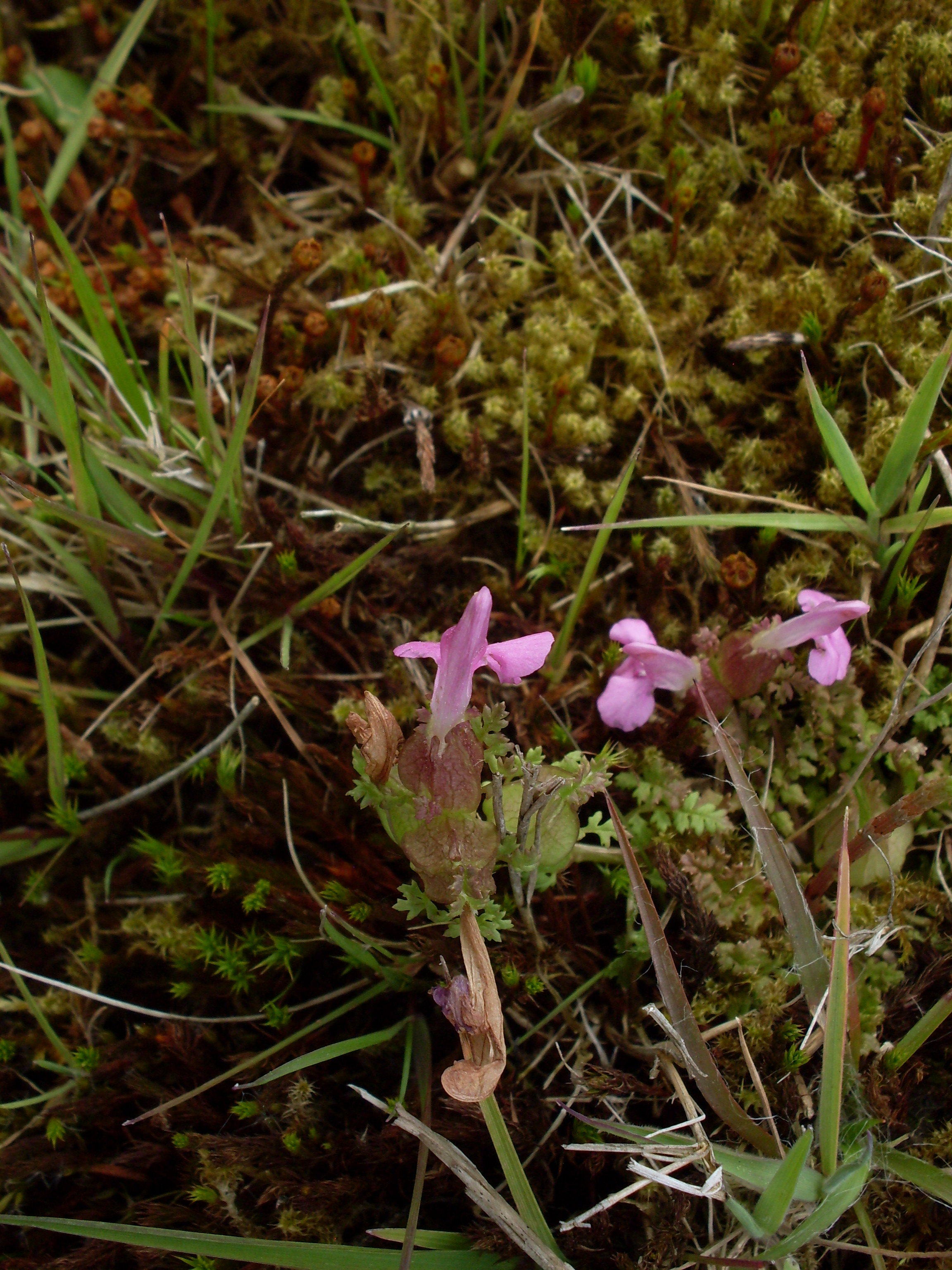 Pedicularis sylvatica (door Dick Kerkhof)