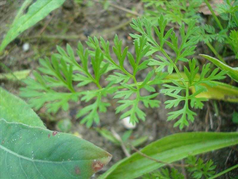 Daucus carota (door Michael Inden)