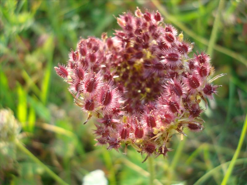 Daucus carota (door Michael Inden)