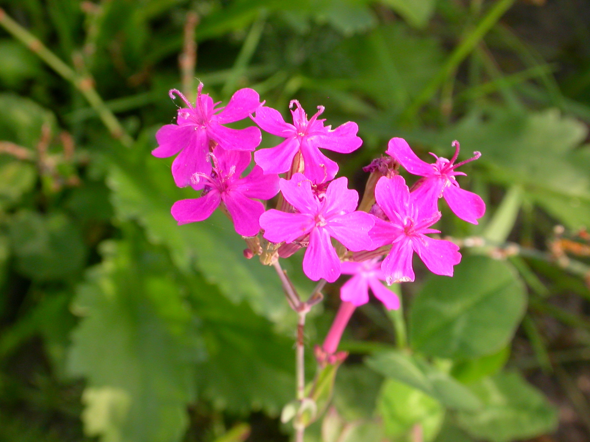 Silene armeria (door Peter Meininger)