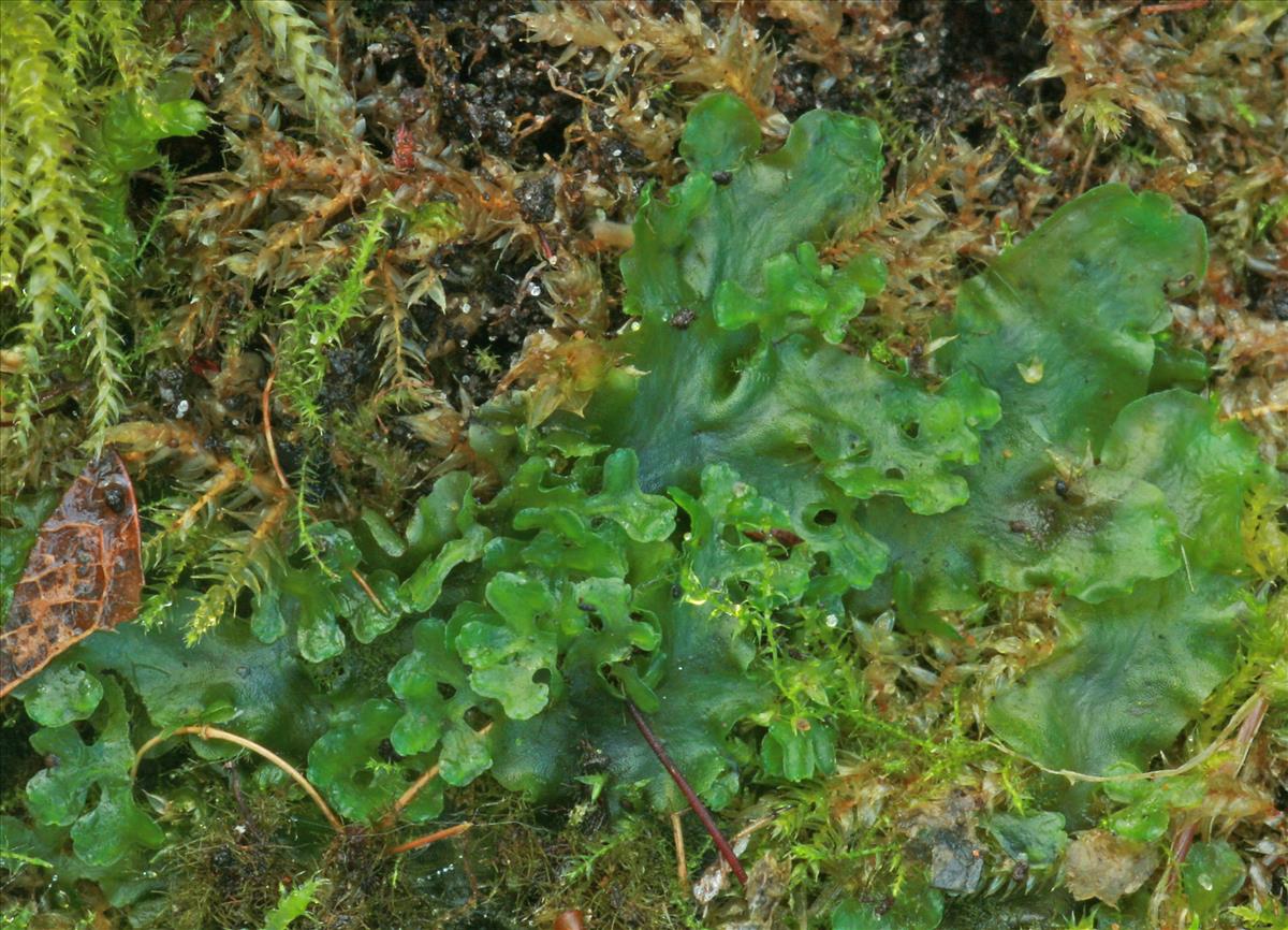 Pellia endiviifolia (door Jan Kersten)
