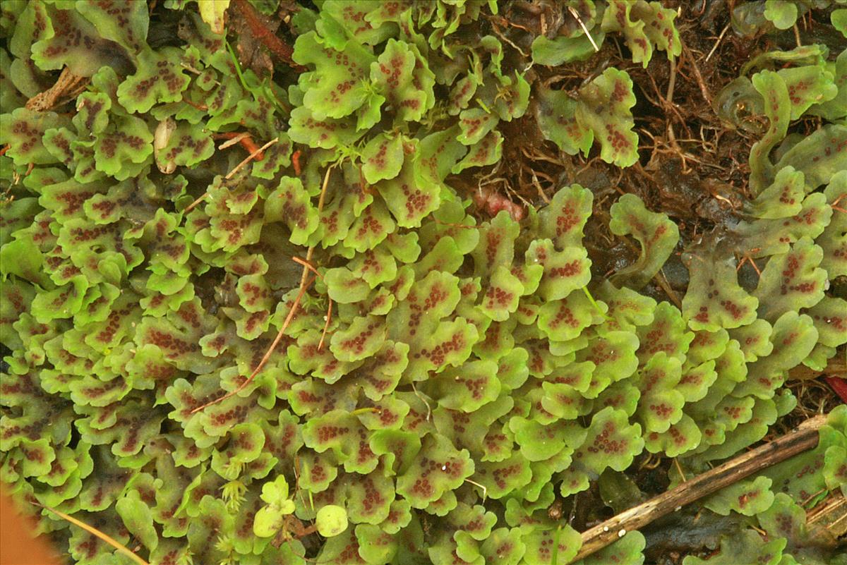 Pellia endiviifolia (door Jan Kersten)