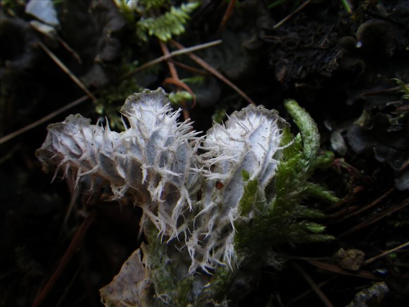 Peltigera canina (door Arie van den Bremer)