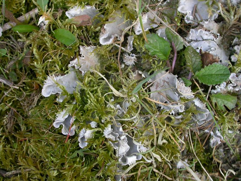 Peltigera canina (door Laurens Sparrius)