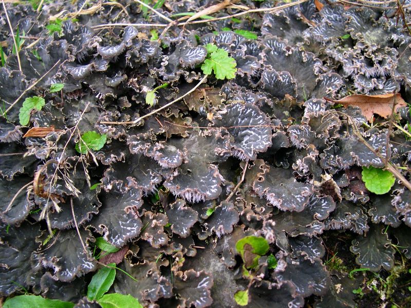 Peltigera canina (door Bert Oving)