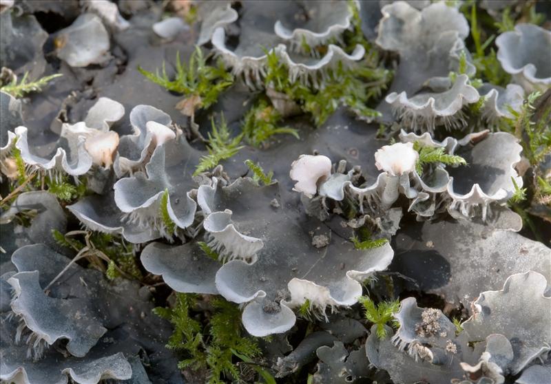 Peltigera canina (door Henk Visser)