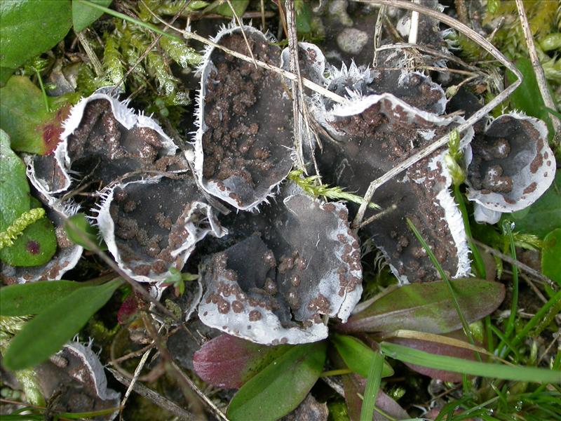 Peltigera didactyla (door Laurens Sparrius)