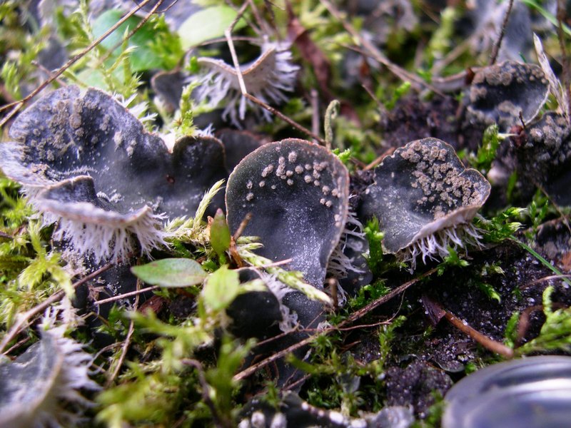 Peltigera didactyla (door Bert Oving)