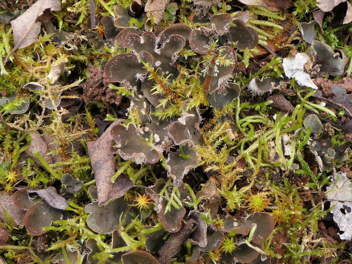 Peltigera extenuata (door Henk-Jan van der Kolk)