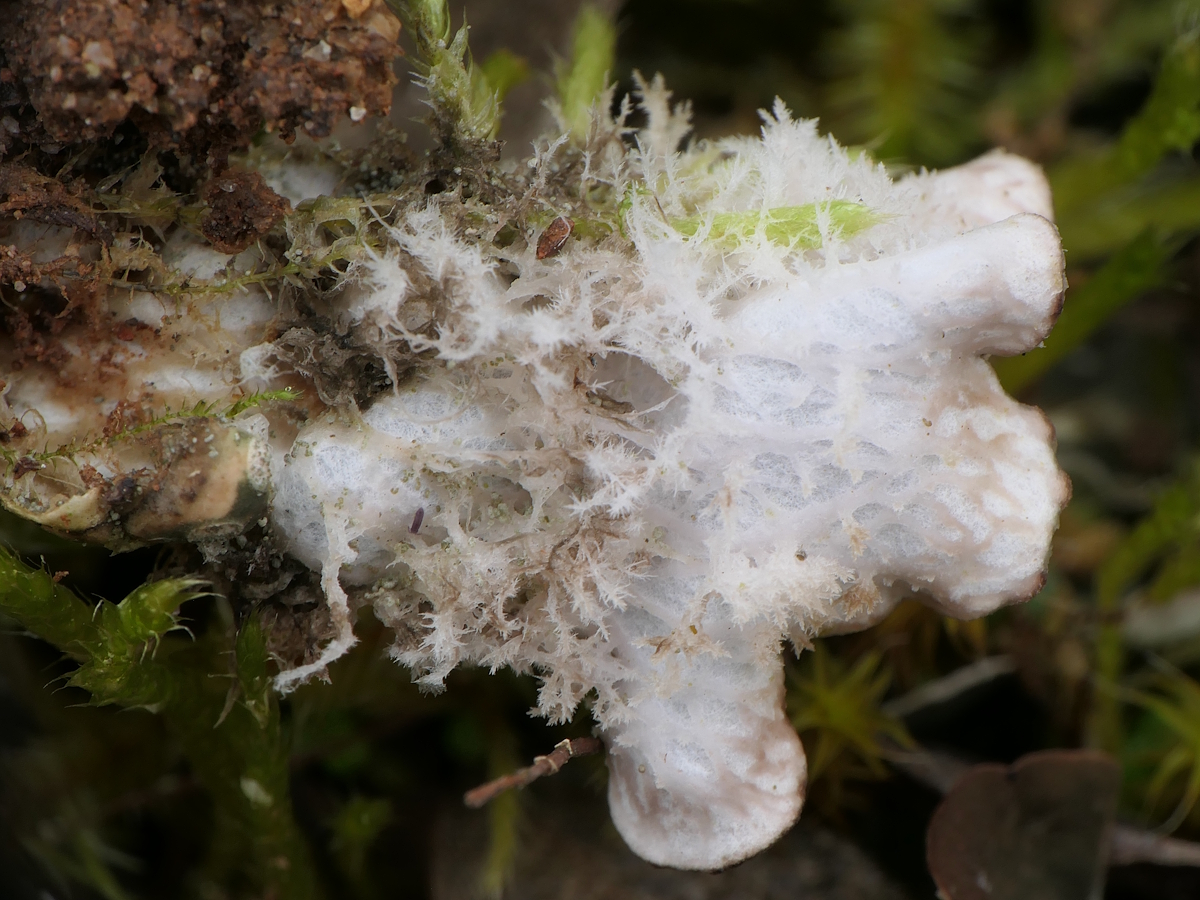 Peltigera extenuata (door Henk-Jan van der Kolk)