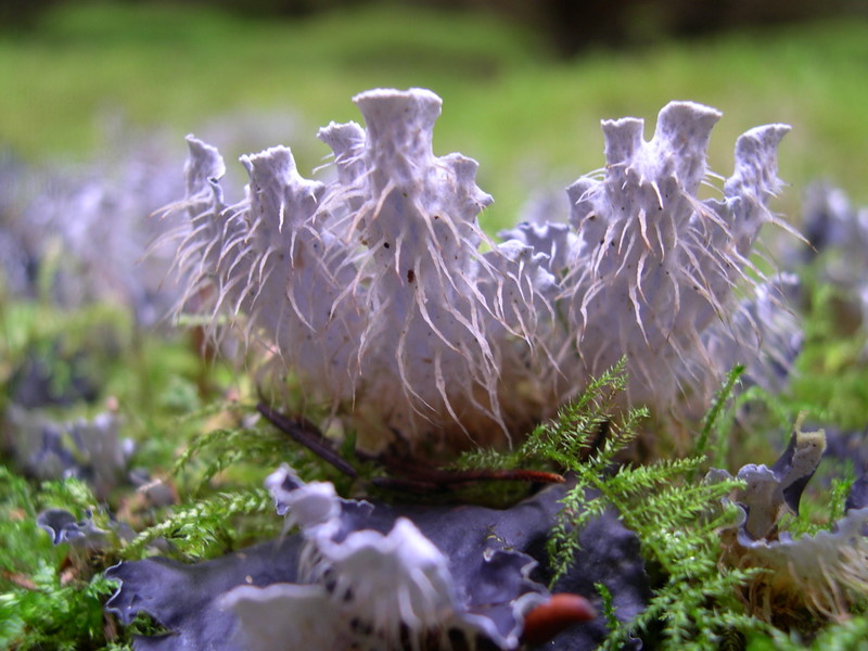 Peltigera hymenina (door Bert Oving)