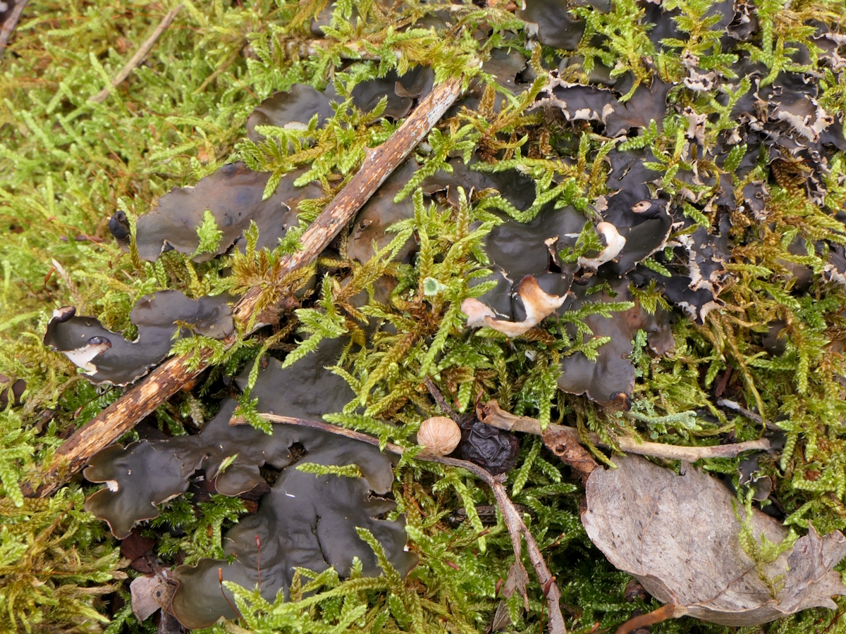 Peltigera neckeri (door Henk-Jan van der Kolk)