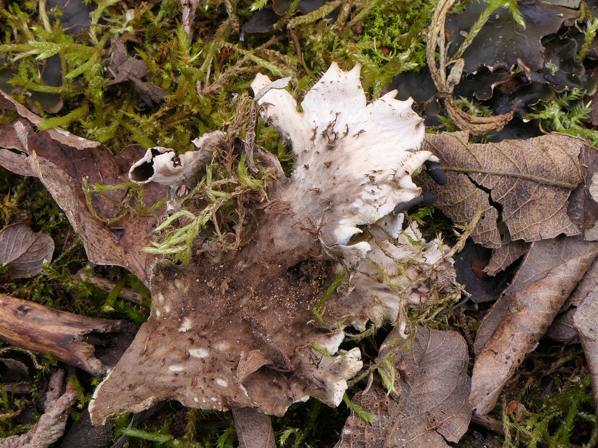 Peltigera neckeri (door Henk-Jan van der Kolk)