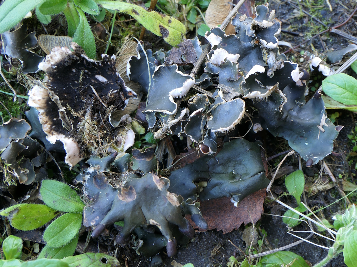 Peltigera neckeri (door Henk-Jan van der Kolk)