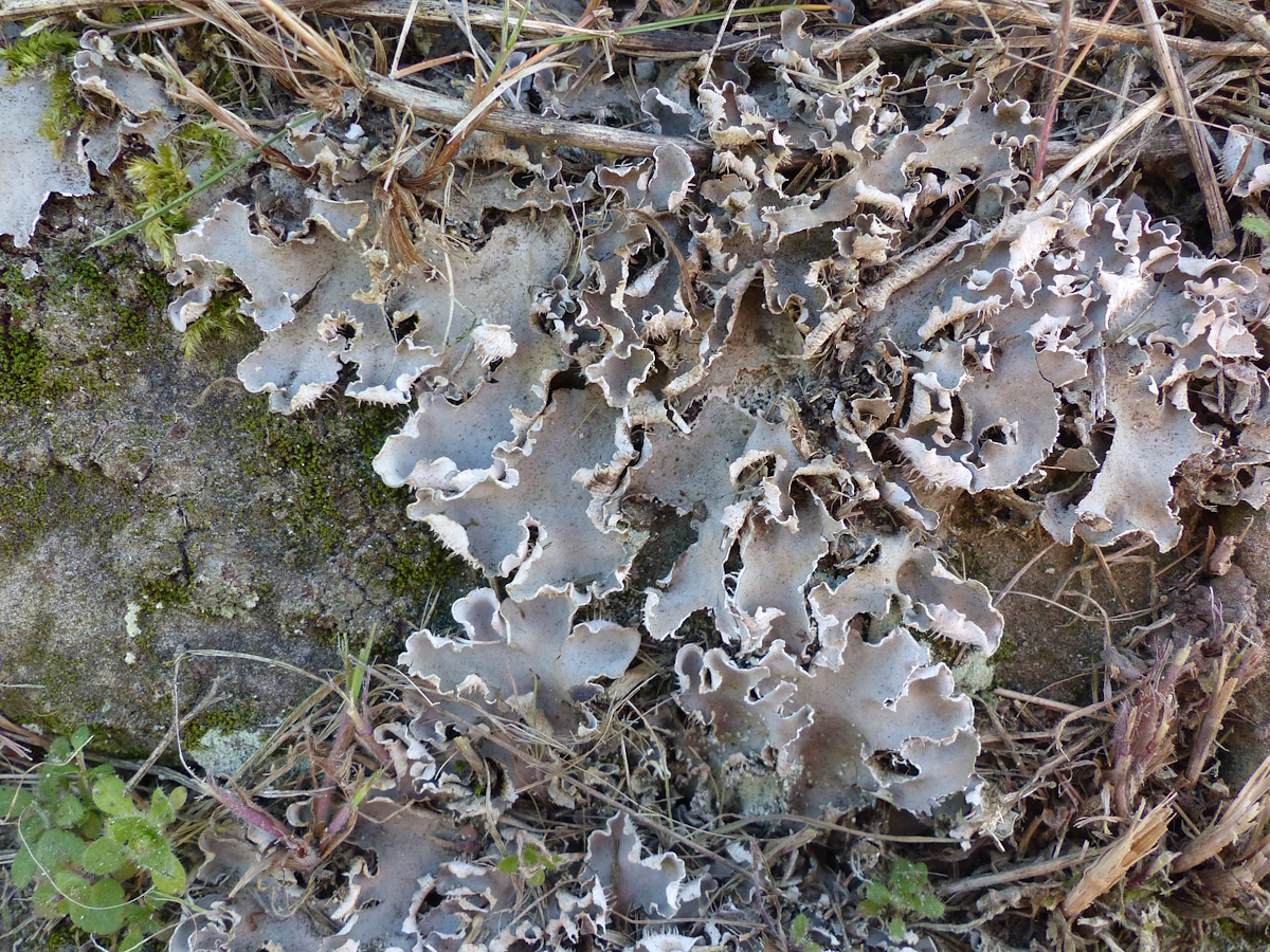 Peltigera ponojensis (door Henk-Jan van der Kolk)