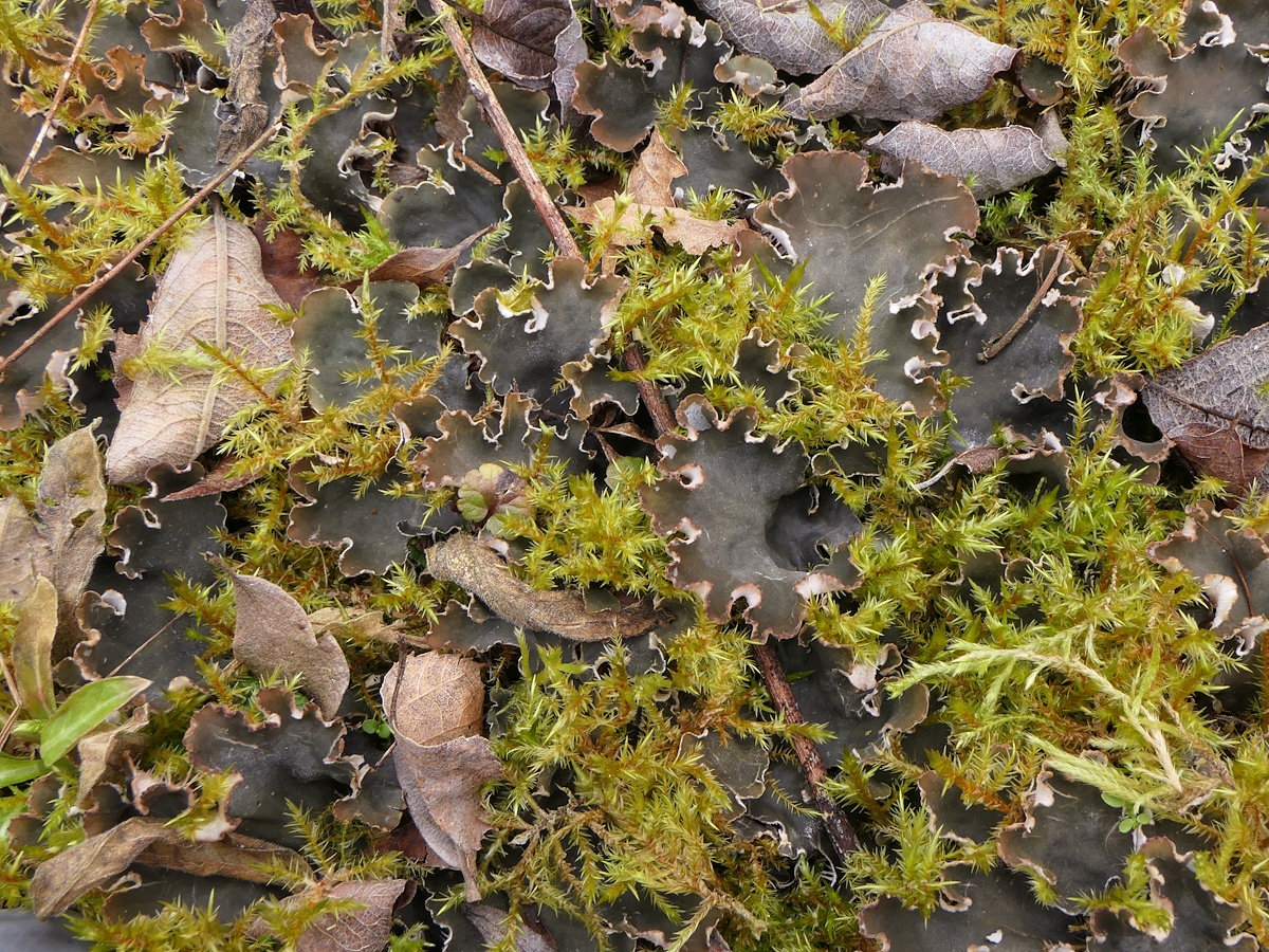 Peltigera ponojensis (door Henk-Jan van der Kolk)