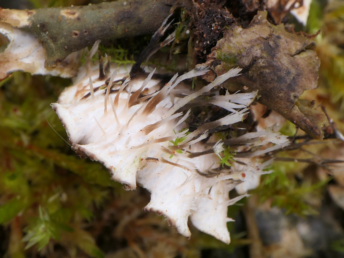 Peltigera ponojensis (door Henk-Jan van der Kolk)