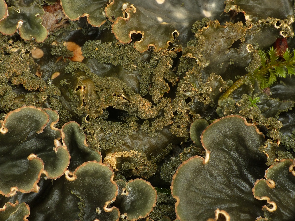 Peltigera praetextata (door Henk-Jan van der Kolk)