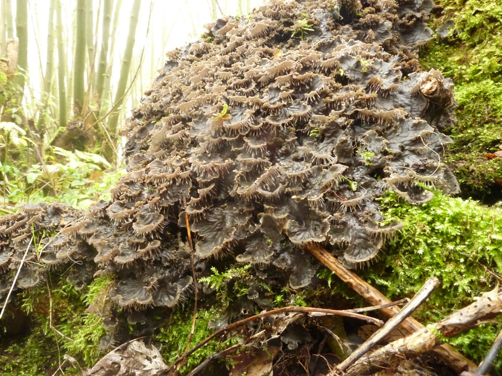 Peltigera praetextata (door Klaas van Dort)