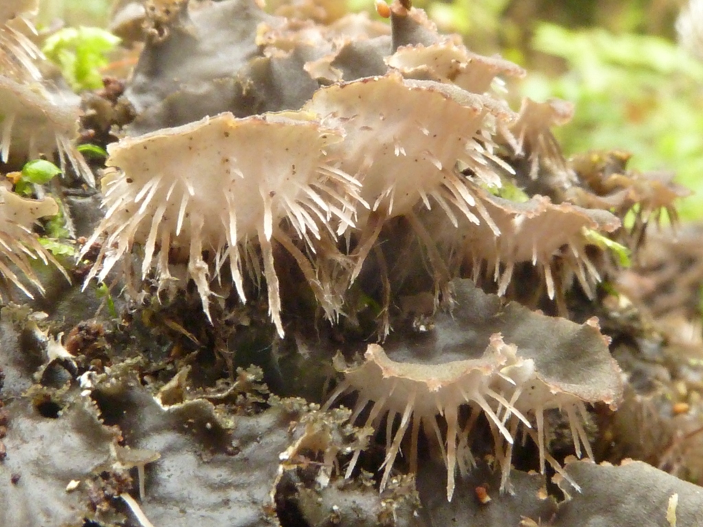 Peltigera praetextata (door Klaas van Dort)