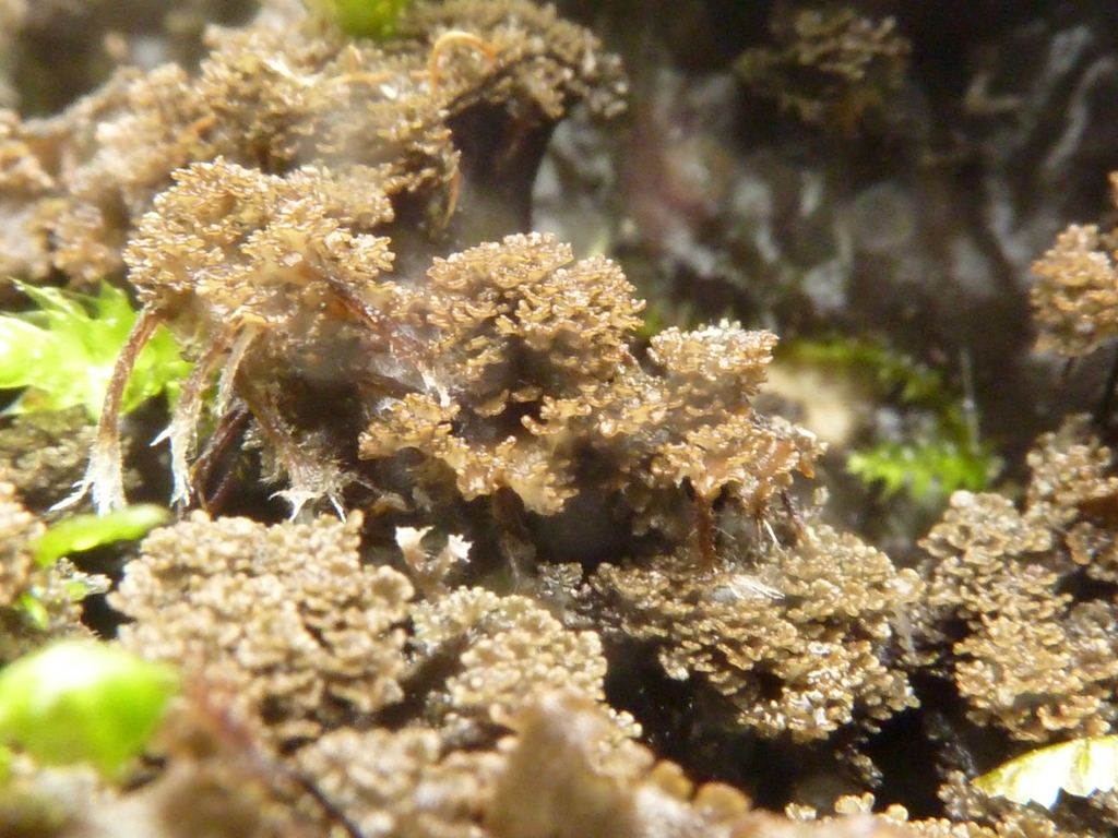 Peltigera praetextata (door Klaas van Dort)