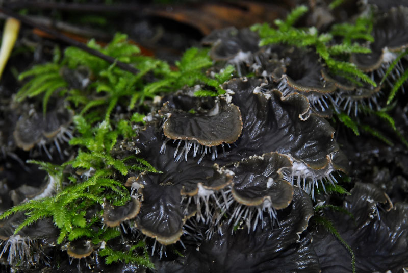 Peltigera praetextata (door Remco Versluijs)