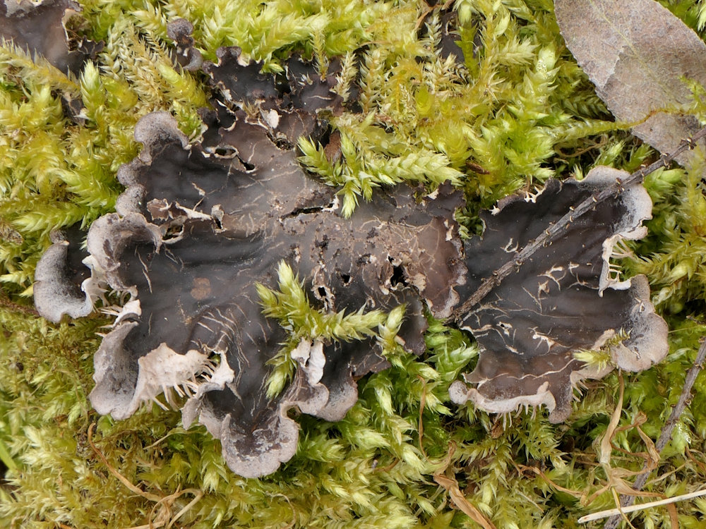 Peltigera praetextata (door Henk-Jan van der Kolk)
