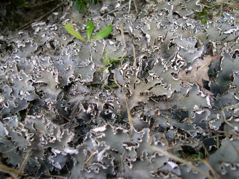 Peltigera rufescens (door Bert Oving)