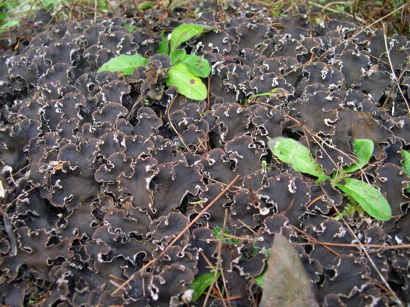 Peltigera rufescens (door Bert Oving)