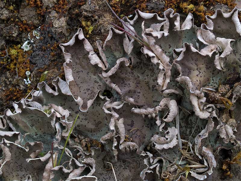 Peltigera leucophlebia (door Bart Horvers)