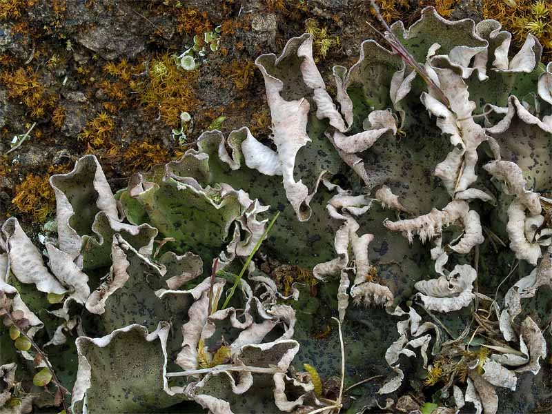 Peltigera leucophlebia (door Bart Horvers)