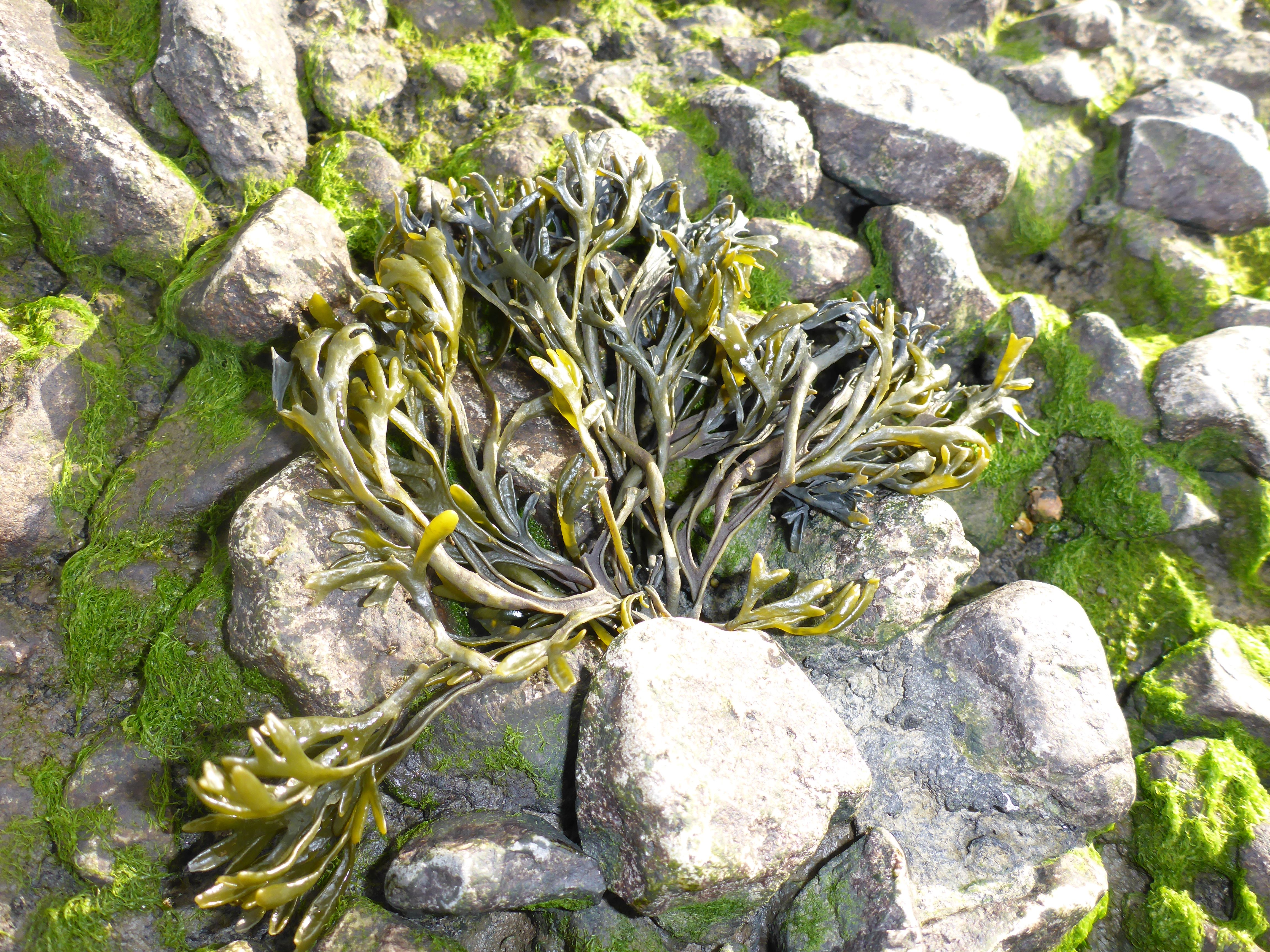 Pelvetia canaliculata (door Luna van der Loos)