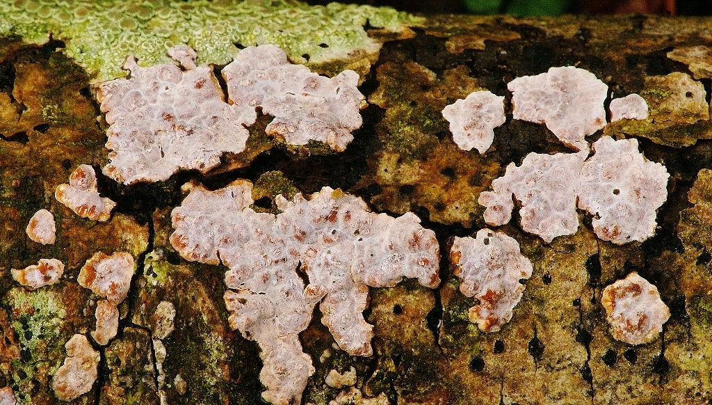 Peniophora polygonia (door Henk Remijn)
