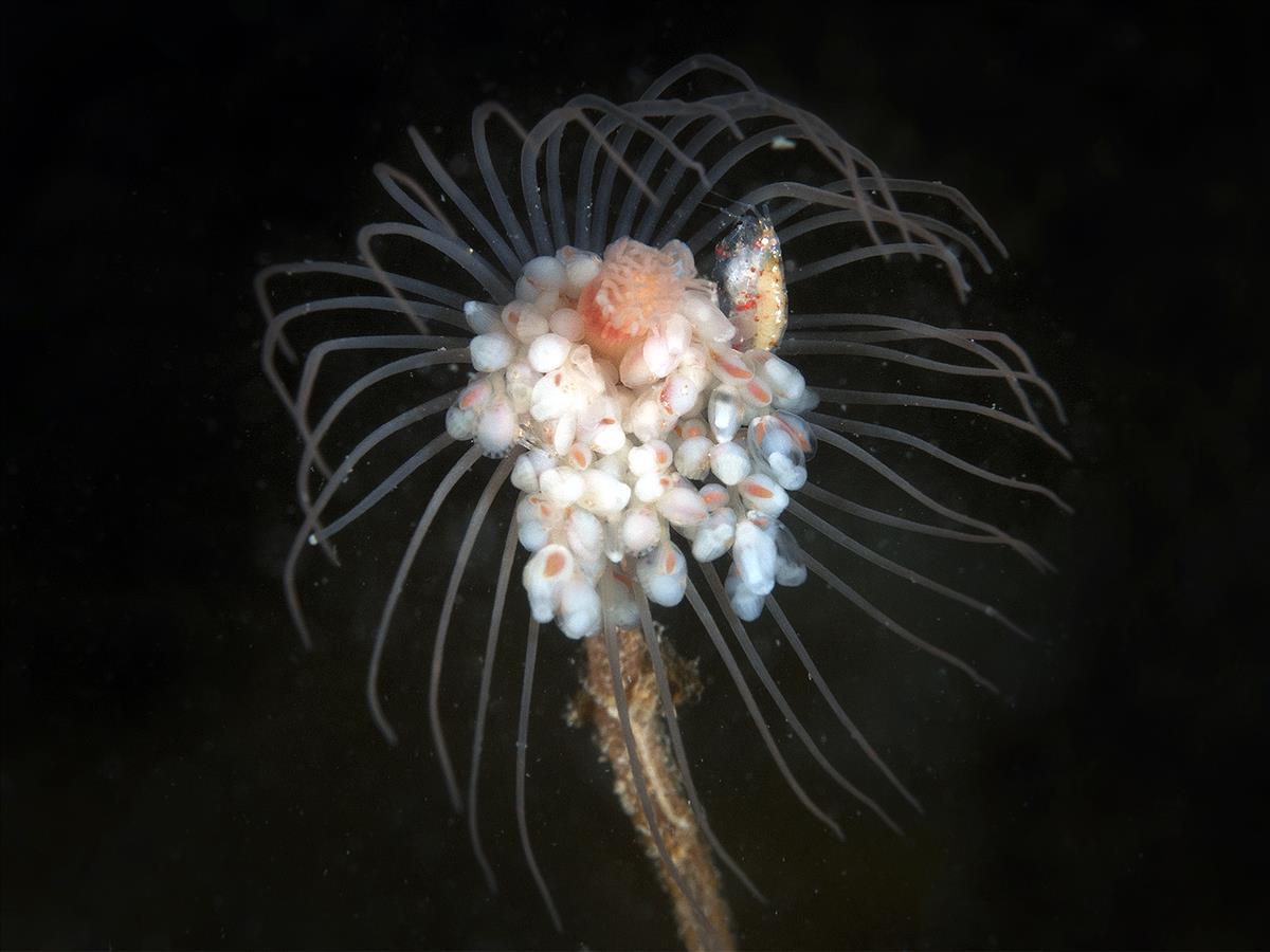 Tubularia indivisa (door Marion Haarsma)