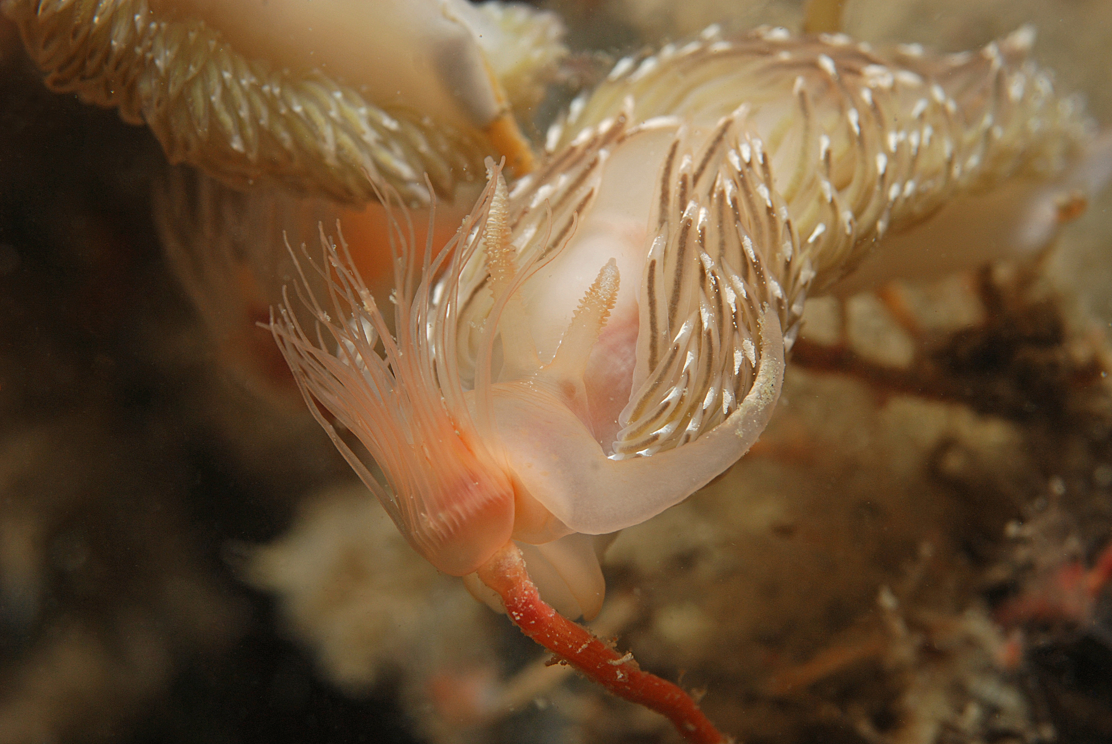 Facelina bostoniensis (door Floor Driessen)