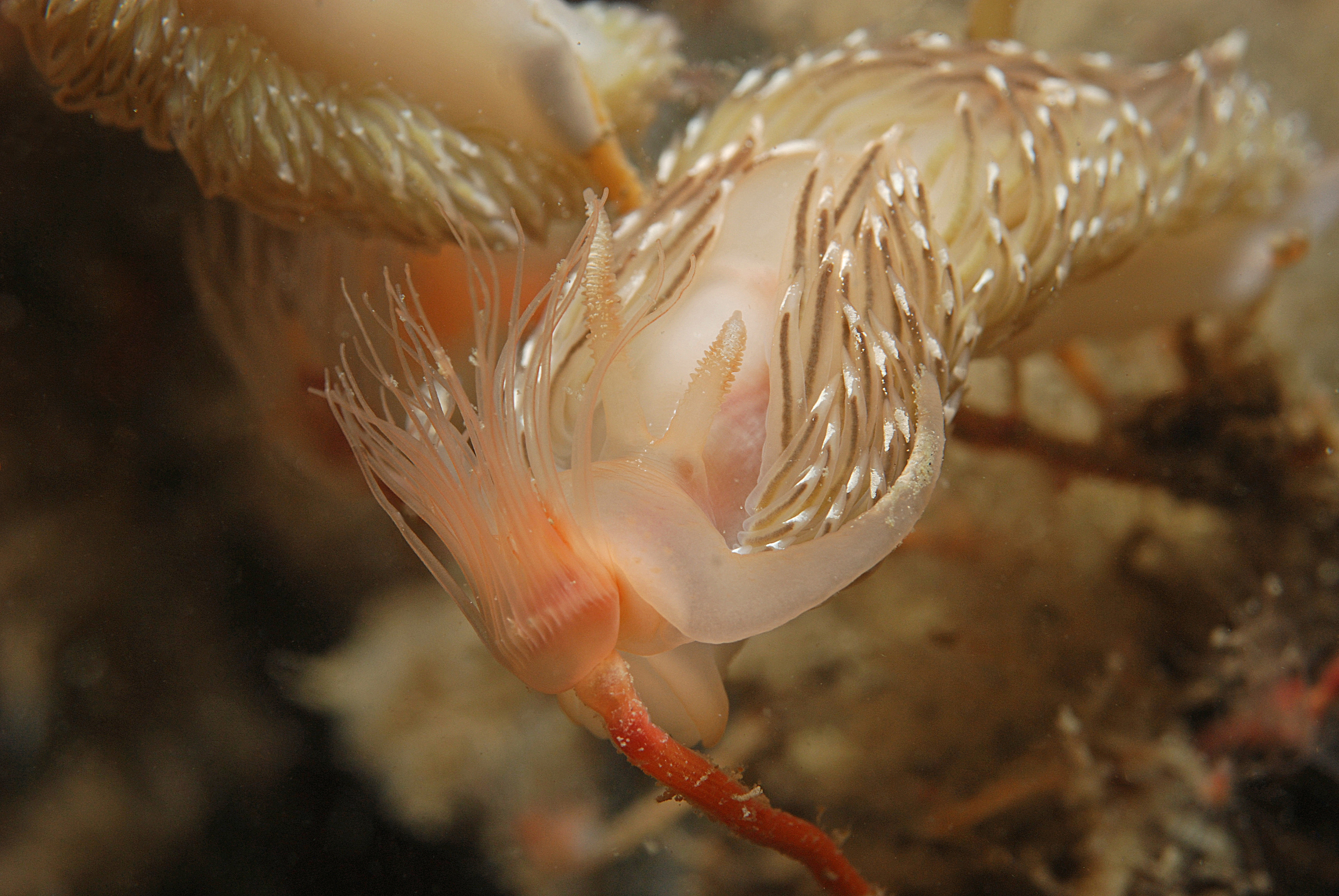 Facelina bostoniensis (door Floor Driessen)