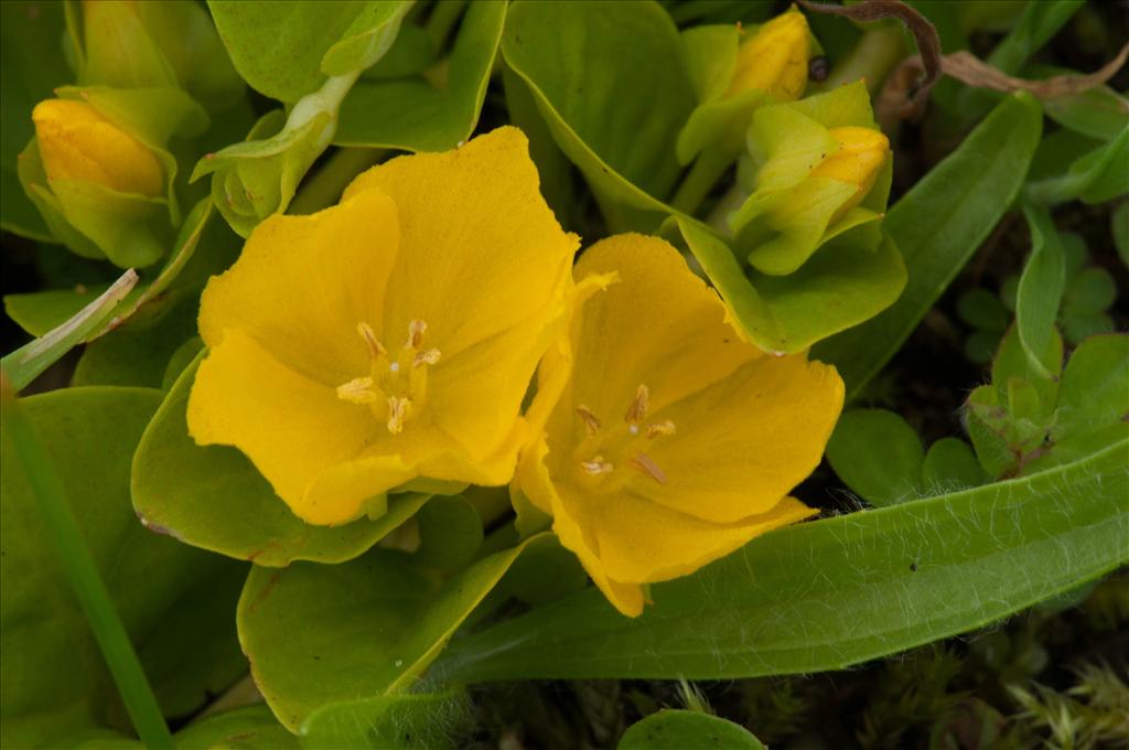 Lysimachia nummularia (door Wijnand van Buuren)