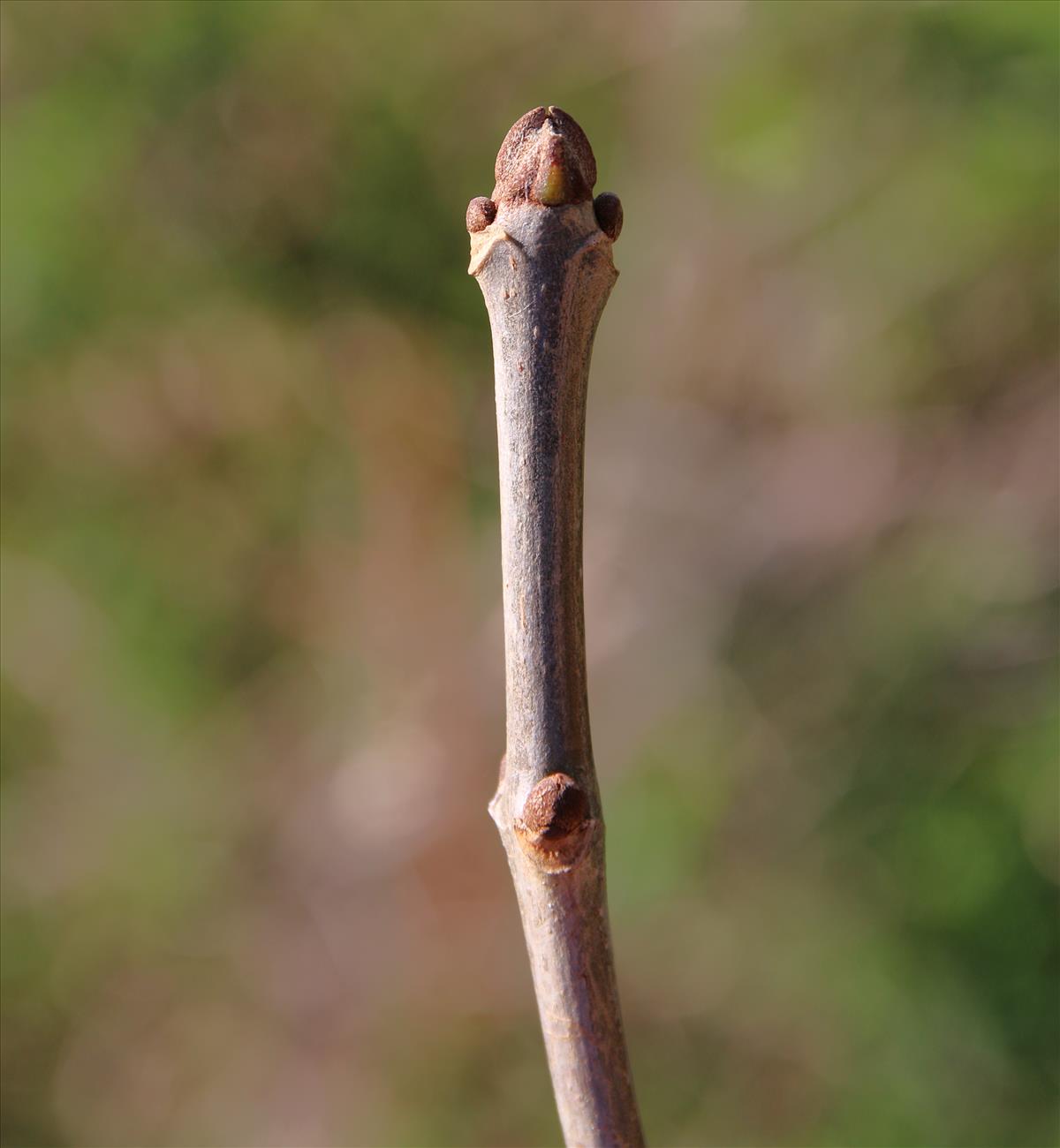 Fraxinus pennsylvanica (door Stef van Walsum)