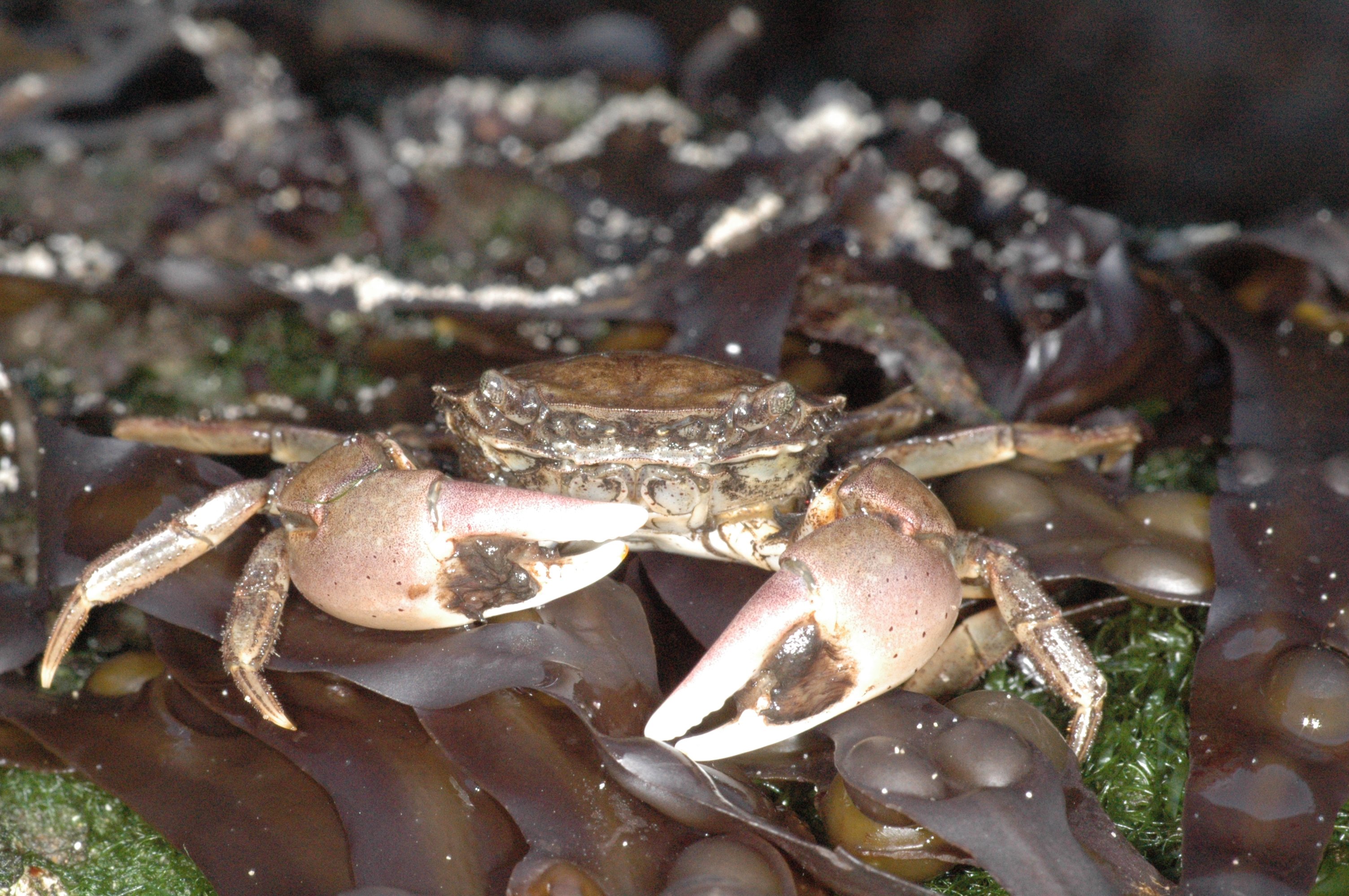 Hemigrapsus takanoi (door Adriaan Gmelig Meyling)