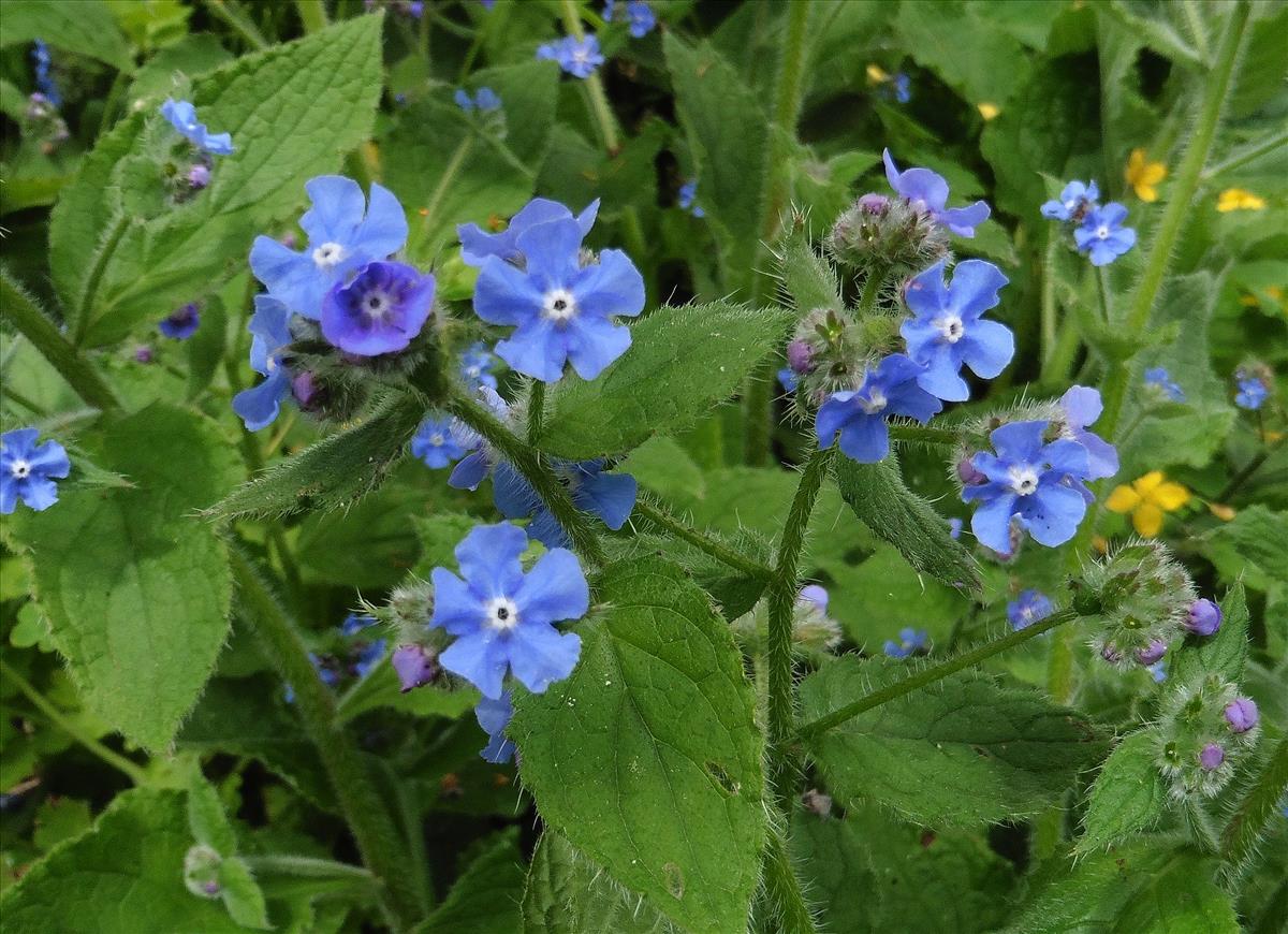 Pentaglottis sempervirens (door Willie Riemsma)