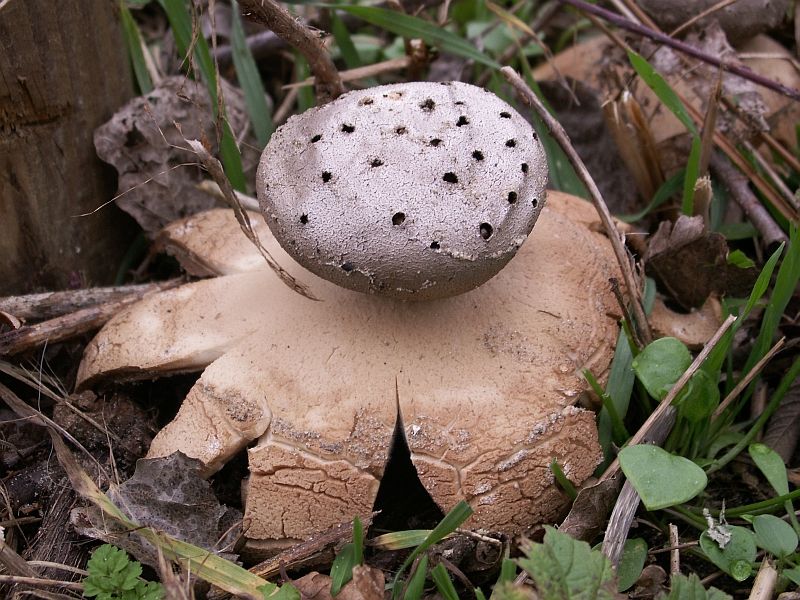 Myriostoma coliforme (door Maarten Breedveld)