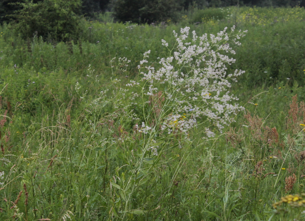 Lepidium latifolium (door Peter Meininger)